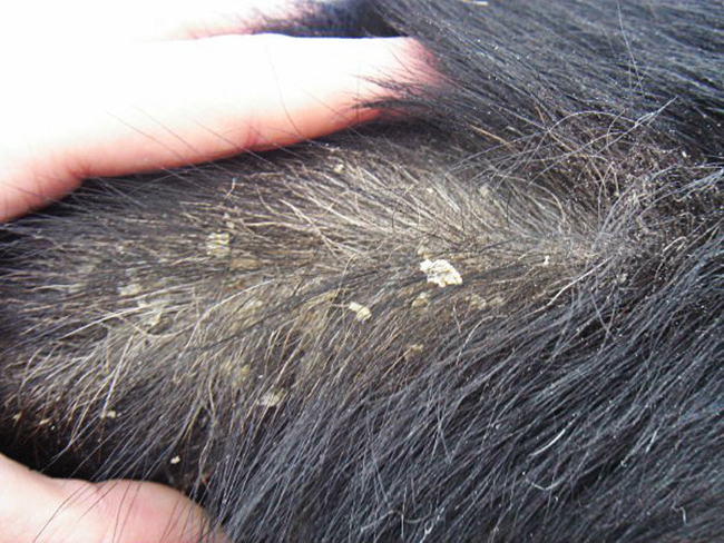 Pellicules importantes sur un chien