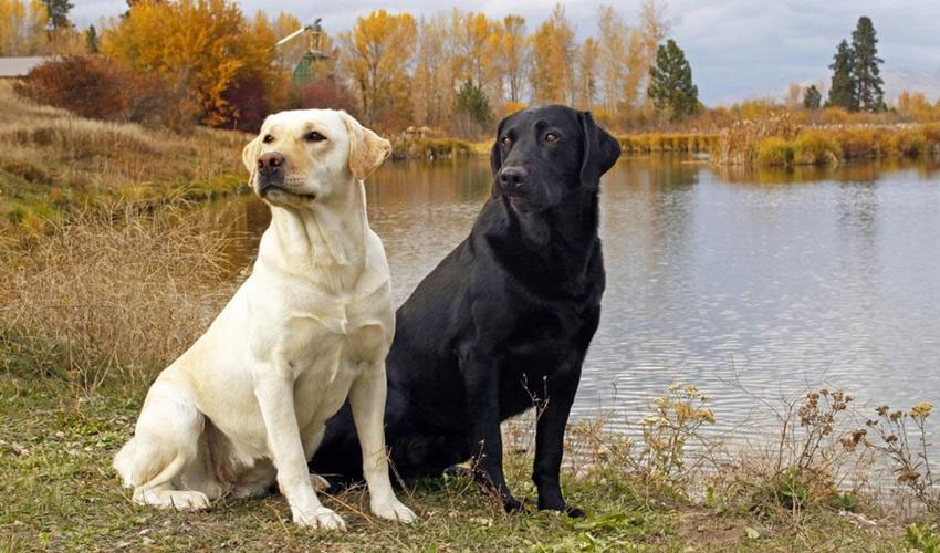 photo de Labrador Retriever