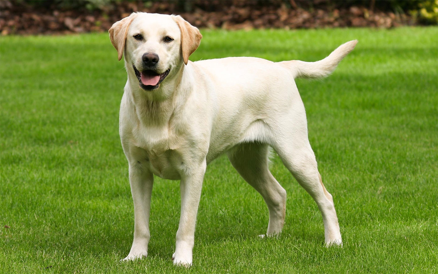 Labrador Retriever clair