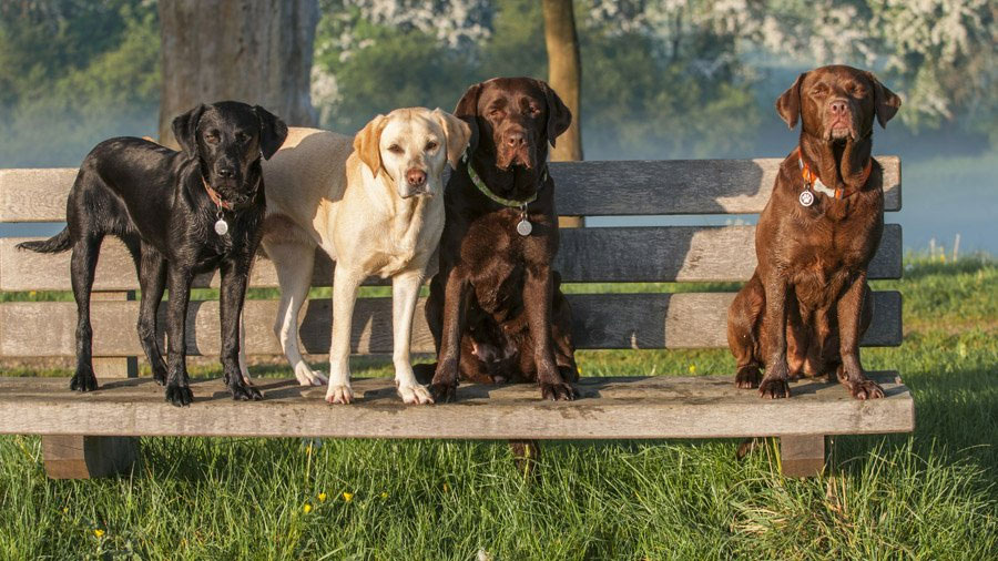 Couleurs du Labrador