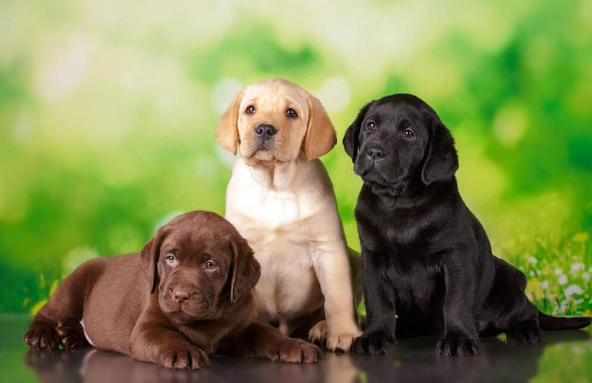 chiots Labrador Retriever