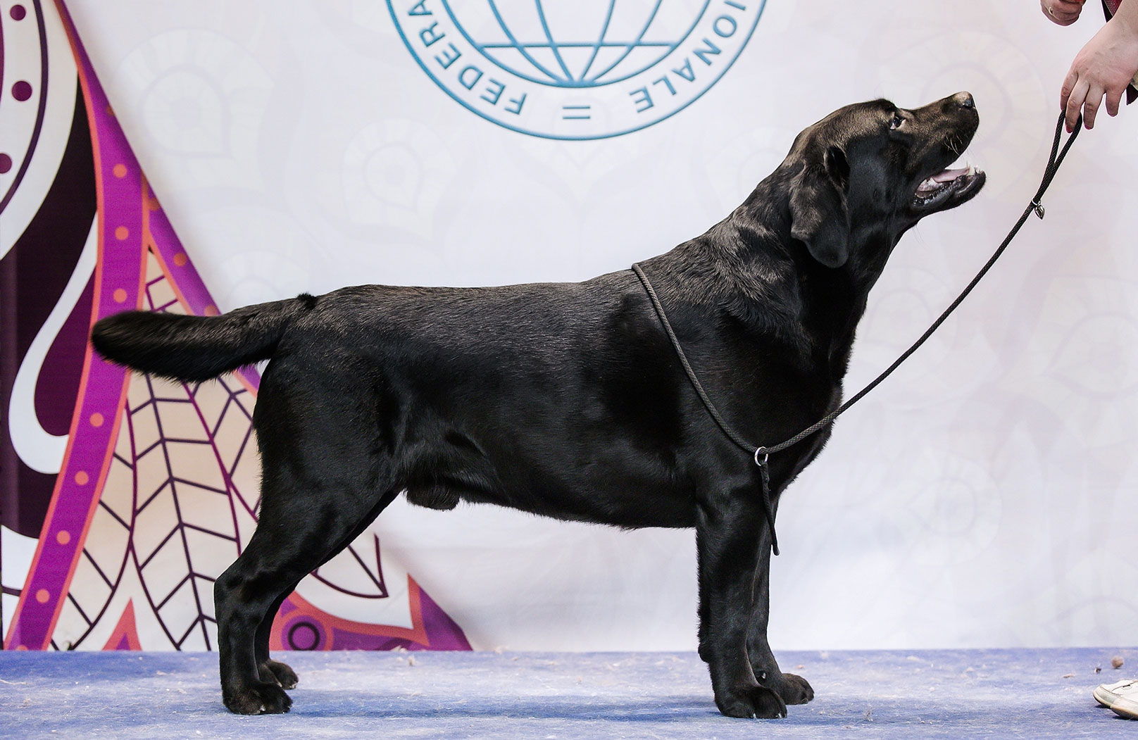 Labrador Retriever noir