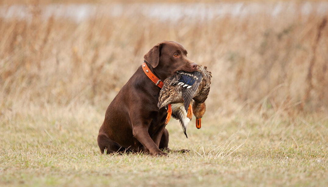 Chasseur de Labrador Retriever