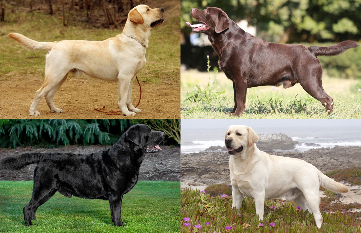 Couleurs du Labrador Retriever