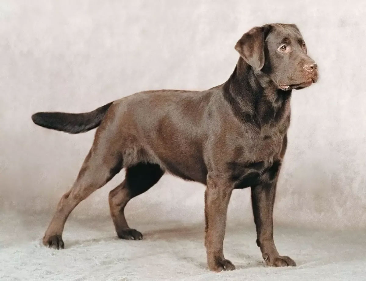 Labrador Retriever