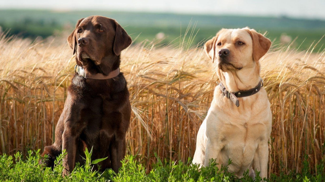 Labradors