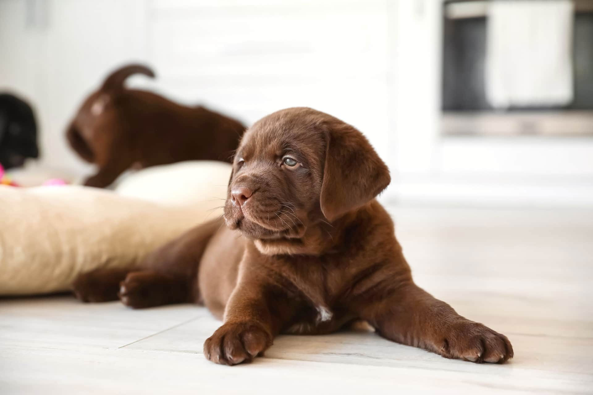 Chiot Labrador Retriever chocolat