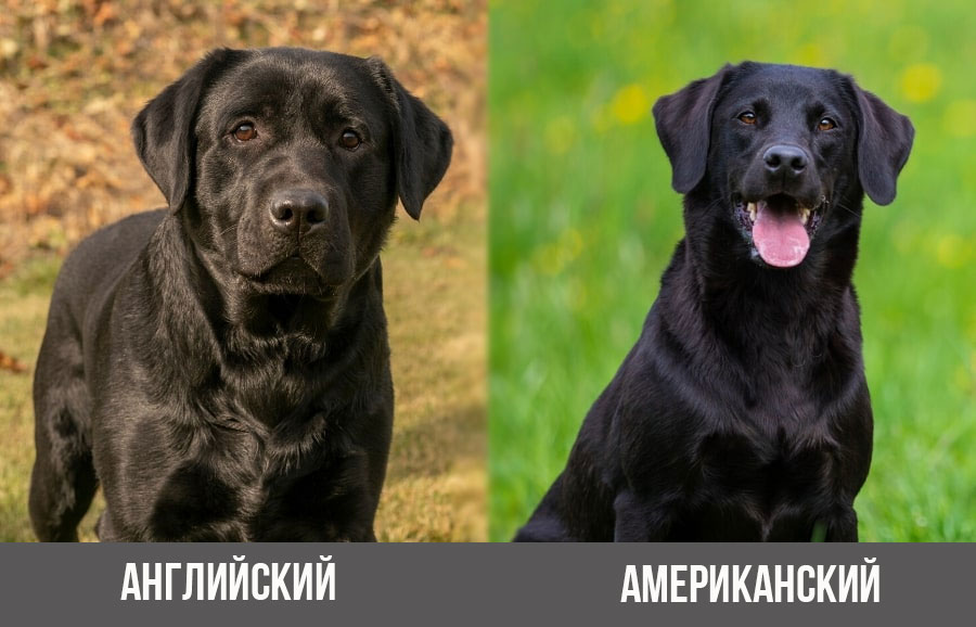 Types de chiens Labrador Retriever