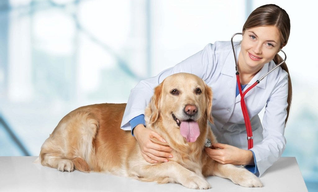 Quelles sont les maladies qui affectent les Labradors ?