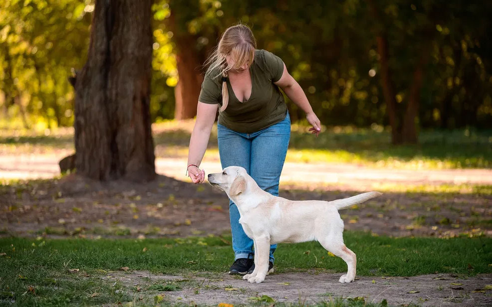 Dresser un chiot Labrador Retriever