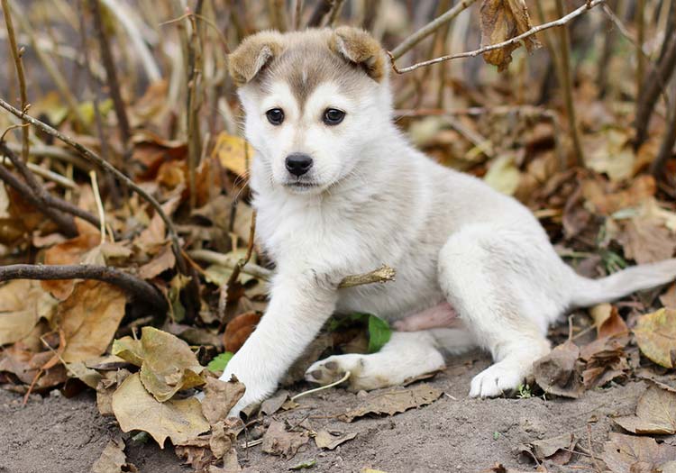 chiot husky