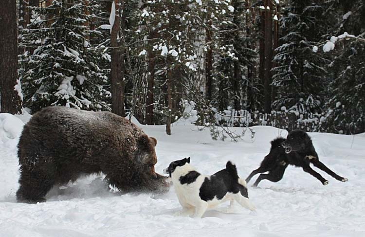 chasser avec un husky