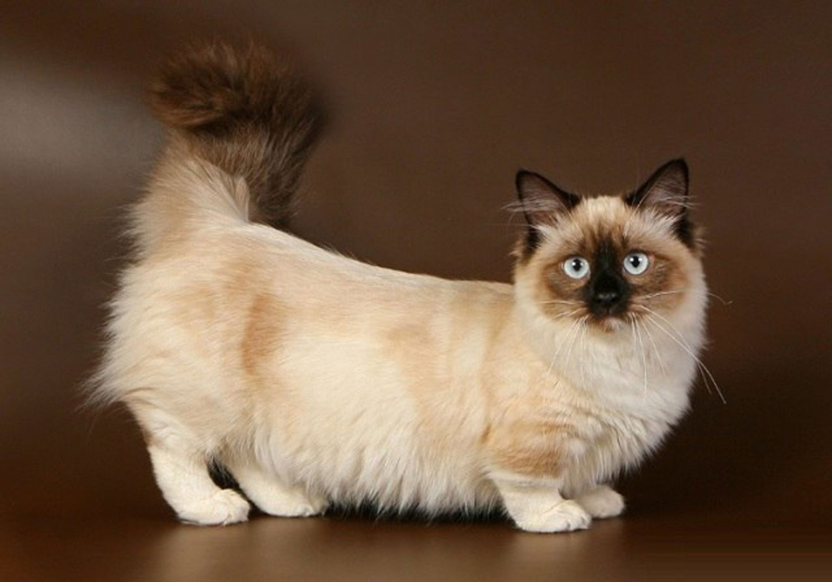 race de chat Munchkin