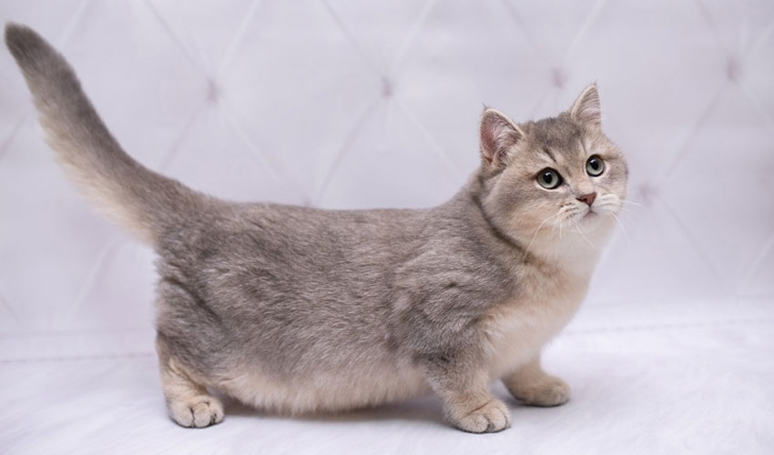 Munchkin - races de chats rares