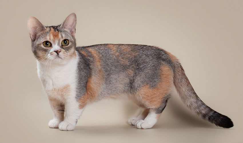 standards de la race Munchkin