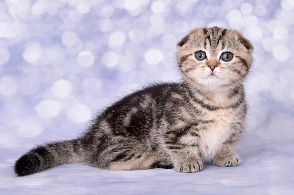 chaton Munchkin aux oreilles tombantes