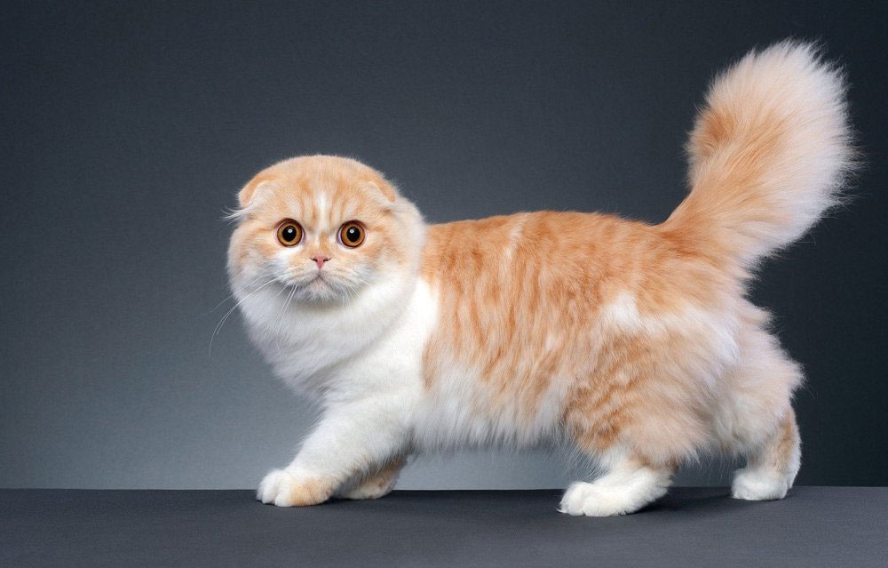 Munchkin aux oreilles tombantes