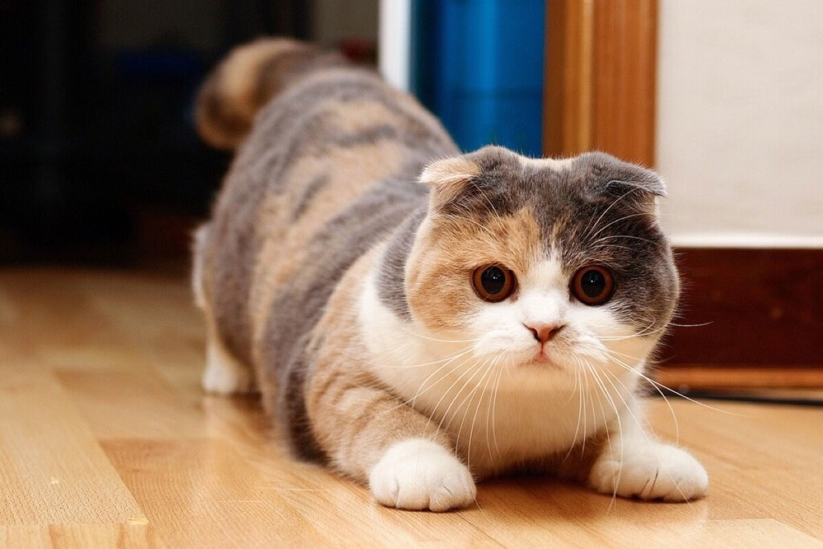 Personnalité du chat Munchkin