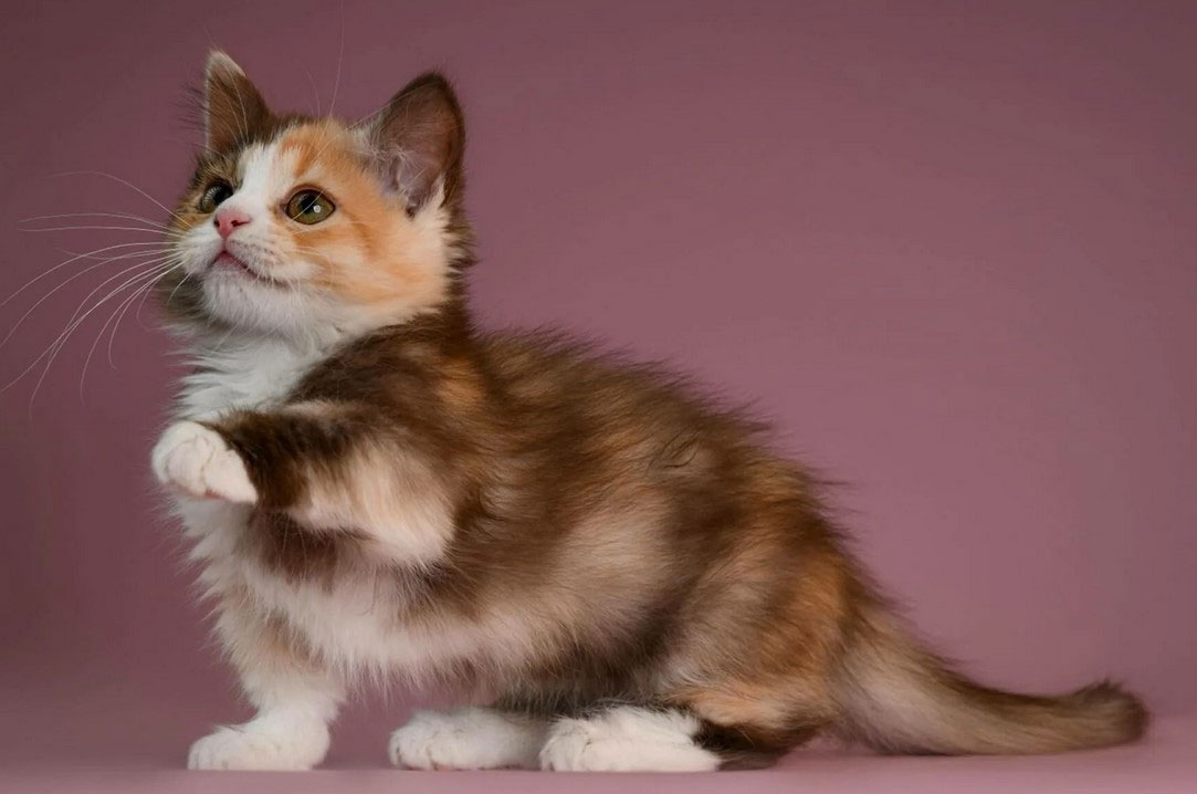 Prendre soin d'un chat Munchkin