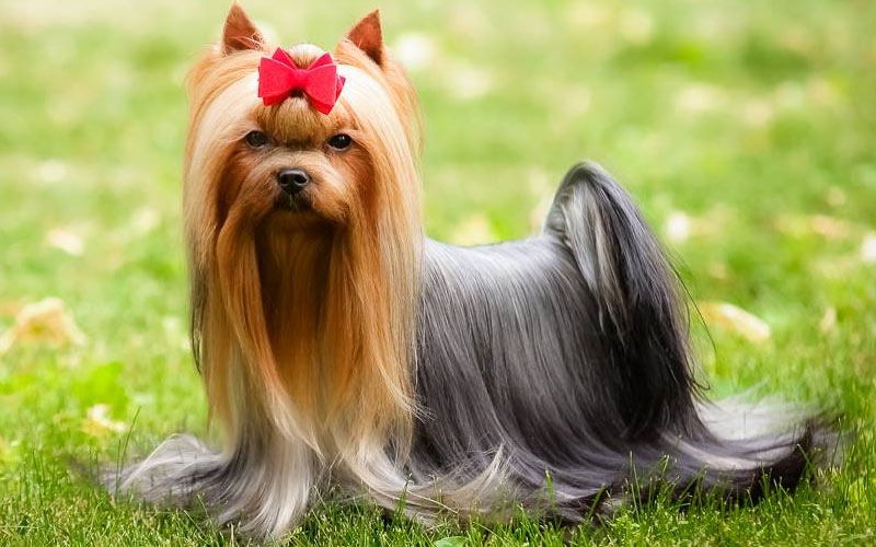Yorkshire Terrier - races de petits chiens populaires