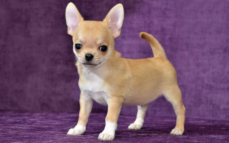Les chihuahuas sont des races de chiens de petite taille.