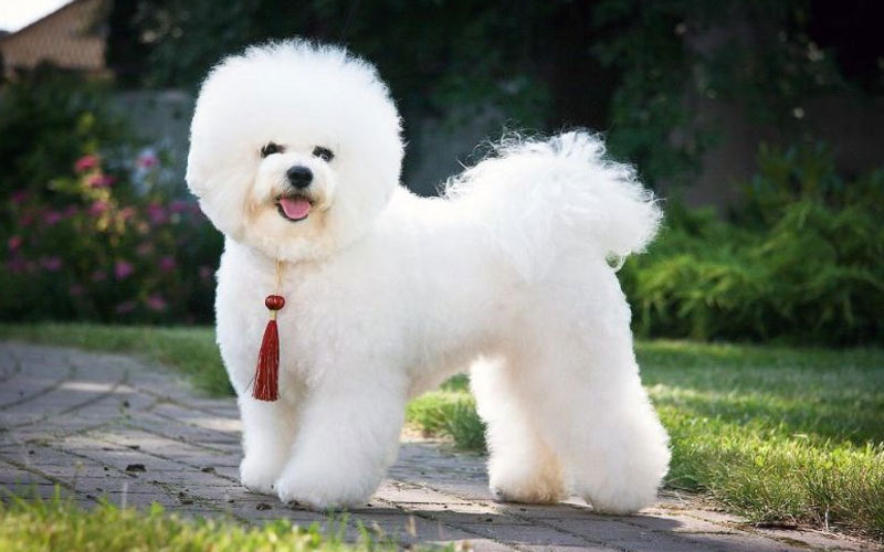 Bichon frisé - petites races de chiens