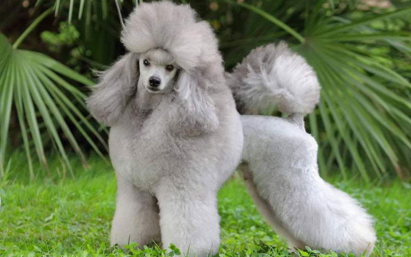 Les caniches nains sont des races de petits chiens populaires.