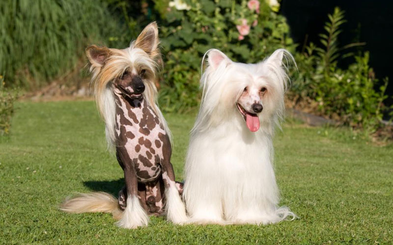 Chien chinois à crête