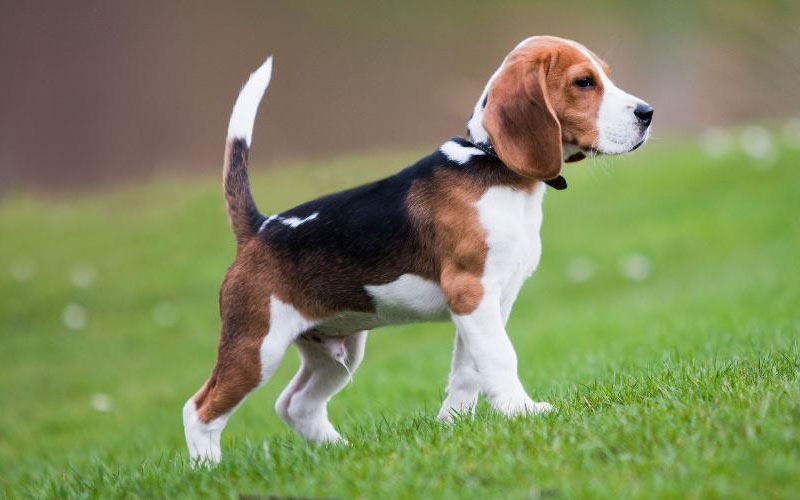 Les beagles sont des races de chiens de petite taille.