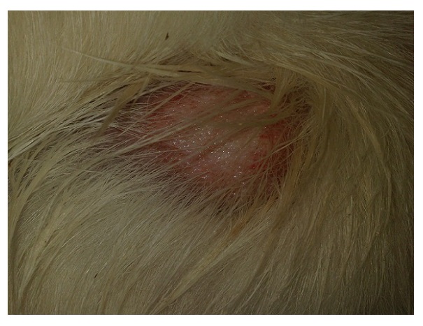 Lichens suintant chez les chats