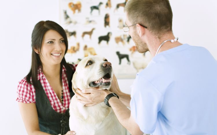 Mauvaise haleine chez les chiens