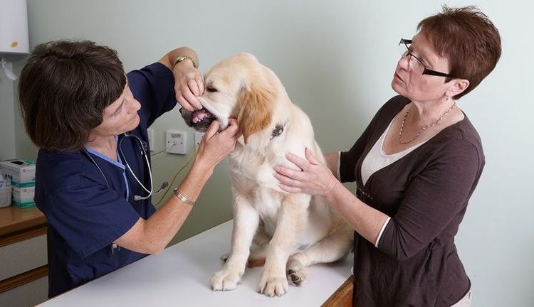 Mauvaise haleine chez les chiens