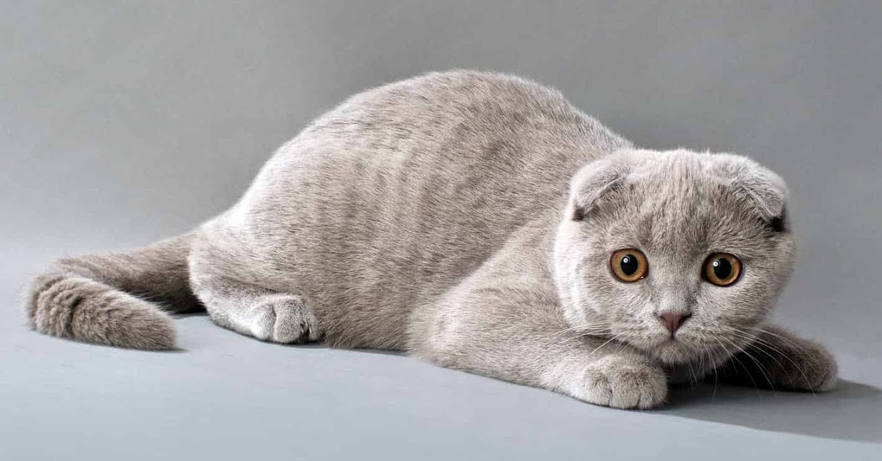 Scottish Fold