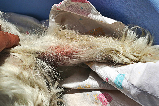 Pellicules et plaies chez les chiens