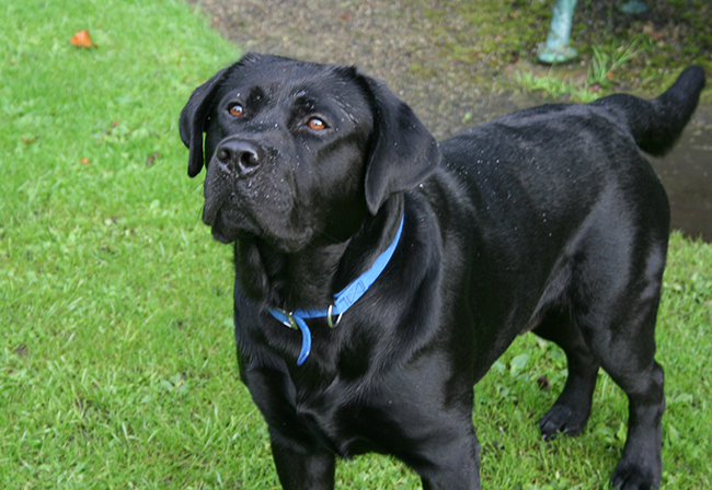 Pourquoi un chien a-t-il des pellicules ?