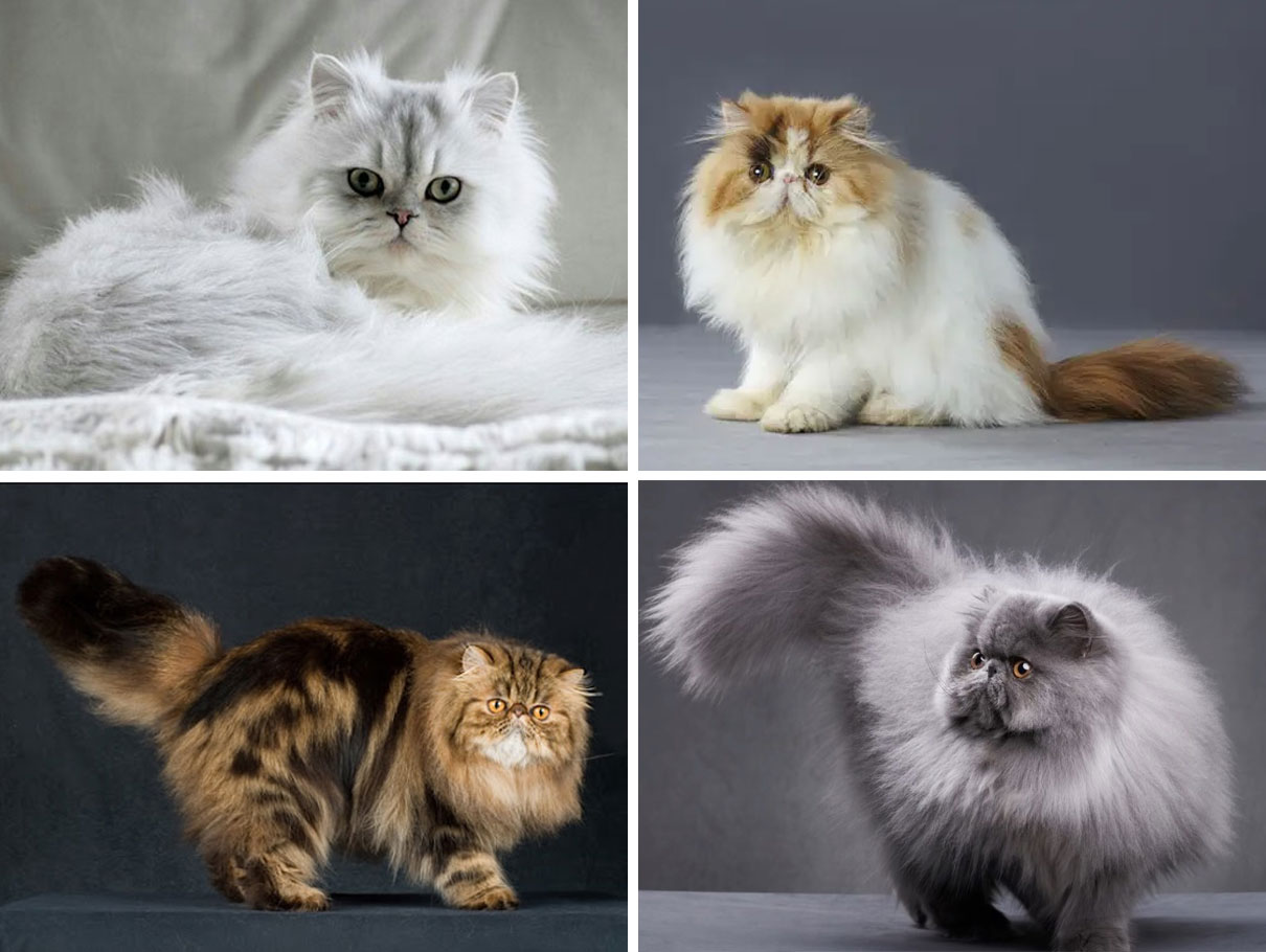 Couleurs de chat persan