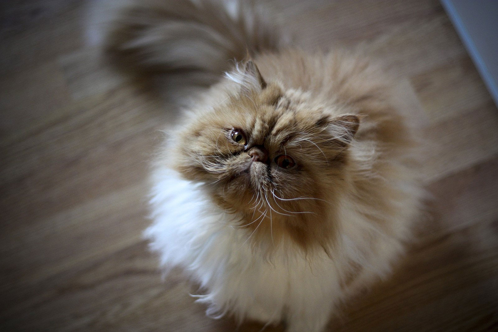 Que donner à manger à un chat persan ?