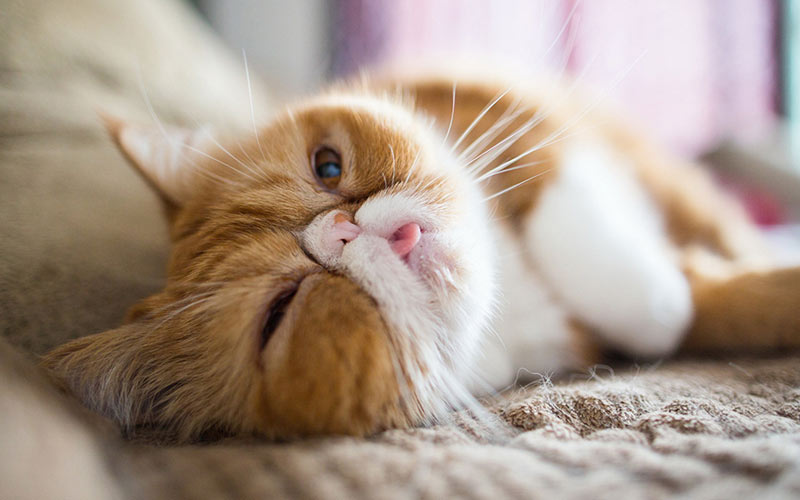 Le chat tire la langue - raisons, maladies,