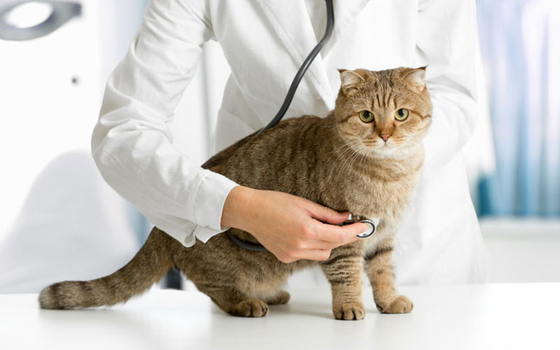 Que signifie une langue qui dépasse ? – Maladies du chat