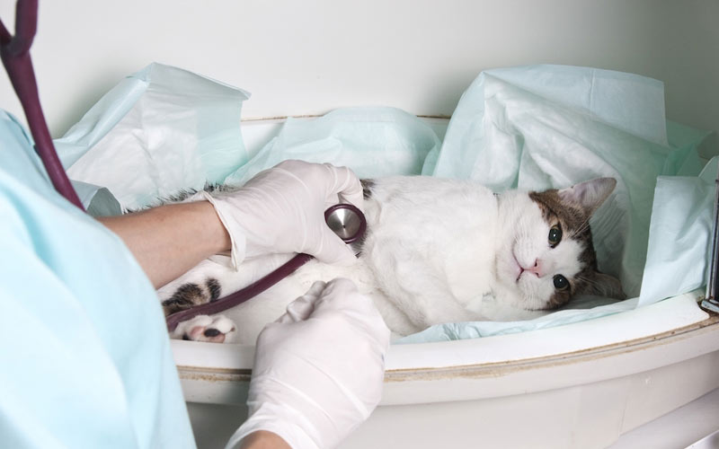 De quelles maladies chez le chat une langue qui dépasse peut-elle être un symptôme ?