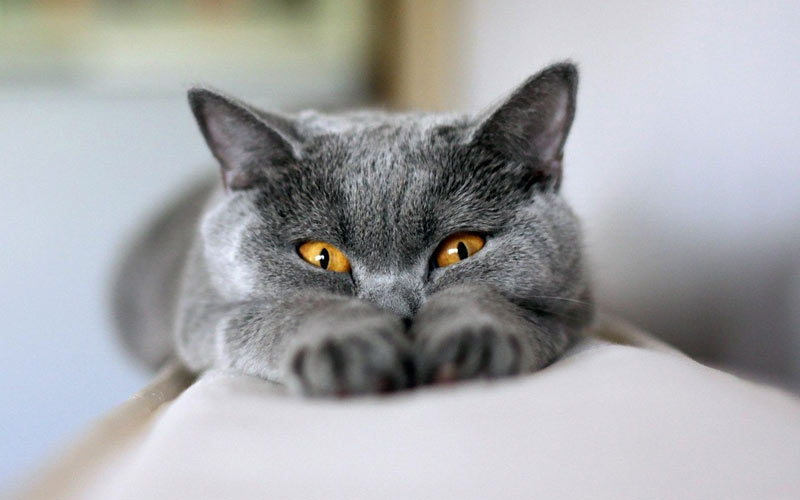 De quelle maladie chez le chat une langue qui dépasse peut-elle être le symptôme ?