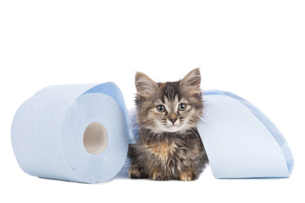 Le chaton a la diarrhée