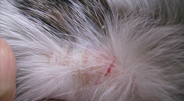 Lichen rose chez les chats