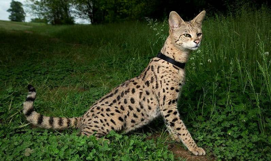 Description de la race de chat Savannah