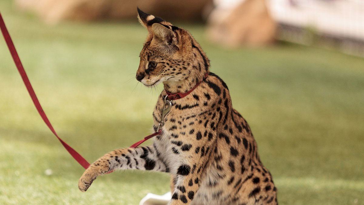 Élever des chats Savannah