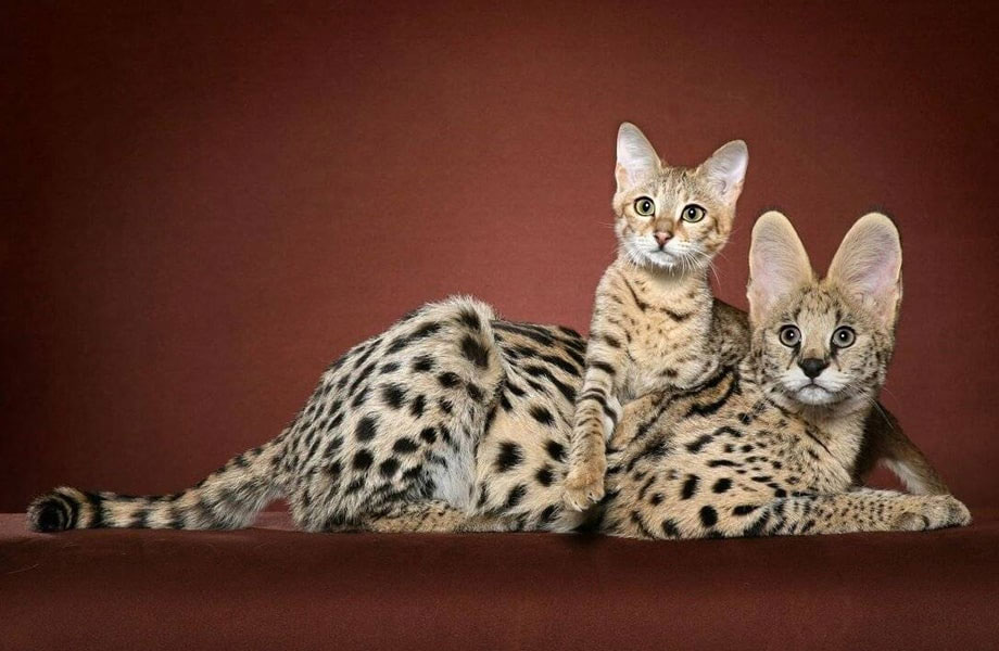 Savannah est une race de chat hybride.