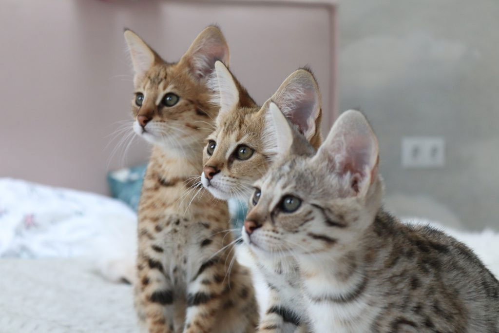 Savannah - Détails du contenu