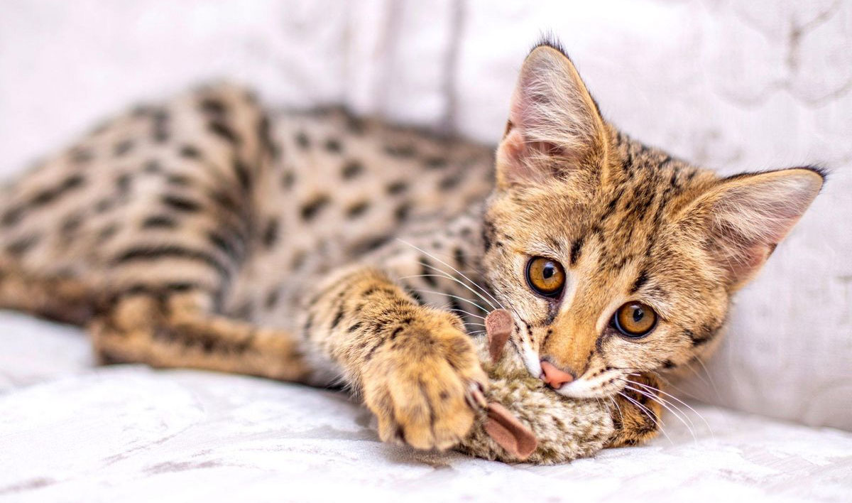 Le Savannah est un hybride entre un serval et un chat domestique.