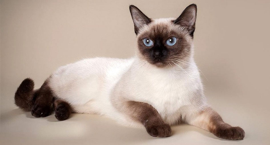 Caractéristiques du chat siamois