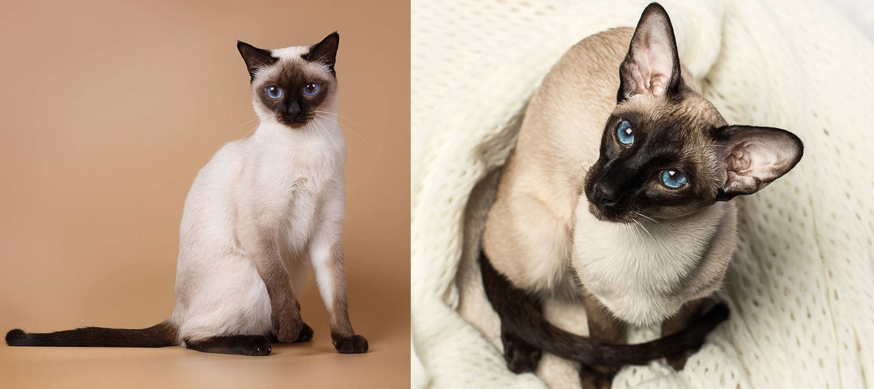 Chats thaïlandais et siamois